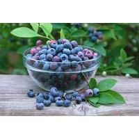 Potted Patio Blueberry Plants - 3 Or 6 Plants!