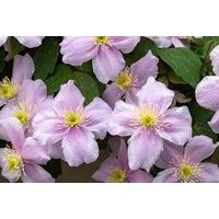 Plant Now! Pair Of Clematis Montana 'Mayleen' Plants