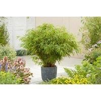 Pack Of Three 1-2Ft Fargesia Umbrella Bamboo Plants