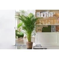 100-125Cm Indoor Areca Palm Plant - Single Or Pair Options