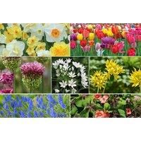 Fantastic Spring Flowering Collection 300 Bulbs!