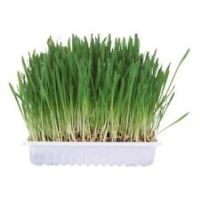 Trixie Small Animal Grass Seed, 100 Gram