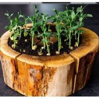 Organic Pod Indoor Gardening Set