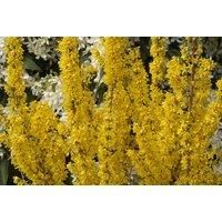 Forsythia Yellow Flowering 'Mikador' Plants