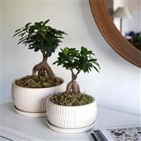 Ivyline Round Bonsai Planters Set of 2 in White - Stylish, Waterproof & Durable - Contemporary Premium Glazed Decorative Indoor Concrete Flower Pot