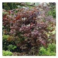 YouGarden Japanese Maple Acer Collection x 3 Plants in 9cm Pots