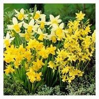 Narcissus Miniature Mixed 35 Bulbs