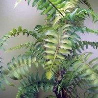 Artificial Fern Tree Plant In Decorative Planter Botanik