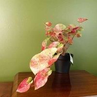 Botanik Artificial Office Plants