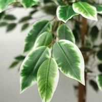 150cm Green Artificial Silk Ficus Tree - Realistic Home Decor Plant