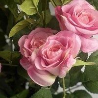 60cm Premium Rose Bush Pink Silk Flowers and Leaves