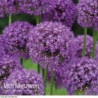 Thompson & Morgan Thompson and Morgan Allium Purple Sensation 30 Bulbs