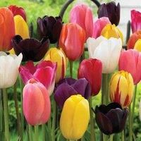 Tulip Everlasting Mixed Collection - Up To 64 Bulbs!