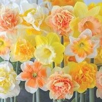 Thompson & Morgan Thompson and Morgan Daffodil Citrus Sorbet Mix 25 Bulbs