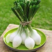 Spring Onion /'White Star/' Allium Cepa Hardy Annual Vegetables Spring Summer Autumn Harvest Garden Plants Grow Your Own 1 x Seed Packet (175 Seeds) Spring Onion /'White Star/' by Thompson and Morgan