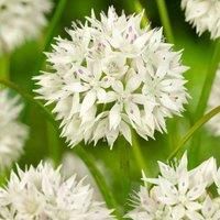 Thompson & Morgan Thompson and Morgan Allium 'Graceful Beauty' 24 bulbs