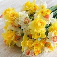 Thompson & Morgan 10 x Daffodil (narcissus) Sweet Aroma Mixed Bulbs