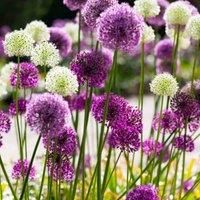 Thompson & Morgan 16 x Allium 'big Impact Mixed' Bulbs