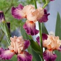 Iris Germanica Plants Bearded Iris /'Rose de Perse/' Hardy Rhizome Pink Purple Blooms Easy to Grow Your Own Outdoor Garden Flowers 1x 9cm Potted Plant by Thompson & Morgan