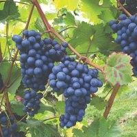 Thompson & Morgan Thompson & Morgan Grape vitis Dornfelder 4 5 Litre Pot X 1