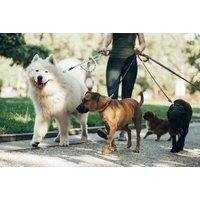 Animal Training & Pet Sitting Course - Cpd-Certified