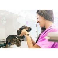 Online Veterinary Support Assistant Course