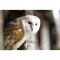 Owl Flying Experience For 1 Or 2 - Shropshire Falconry - 90Mins