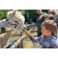 Alpaca Walking Experience For 1, 2 Or 4 - Warrington - Easter Holidays Availability