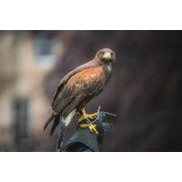 Bird Experience For 2 - Hawksflight Falconry - Holding, Flying & Feeding