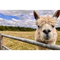 Alpaca Meet & Greet For 2 - Prosecco & Chocolates - Wolverhampton