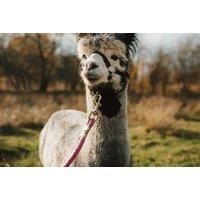 Alpaca Trekking & Feeding - For 1, 2 Or 4 Option