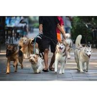 Online Dog Walking Course