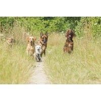 Online Dog Socialisation And Obedience Masterclass