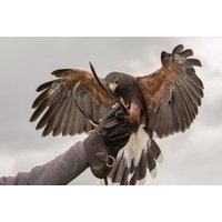 Falconry Entrance And Flying Experience With Museum Entry For 2 Or 4 - Bath