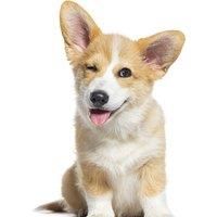 Wellness And Care For Dogs Online Training Course