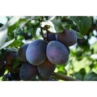 Up To 5 Dwarf Potted Patio Fruit Trees - Plum