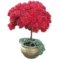 Azalea Japanese Red Flower - Single Or Pairs