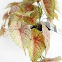 Artificial Pink Caladium Potted Trailing Plant