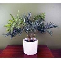 LARGE PALM Tropical Plants for Home or Office Display - Bamboo, Yukka, Mango