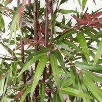 LARGE Artificial Bamboo Plants Realistic Choice of Designs by Leaf Design UK