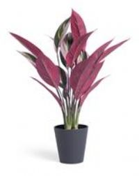 Habitat Artificial Large Faux Stromanthe Tricolor Plant