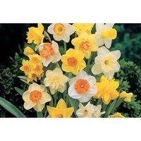 Up To 80 Daffodil Mixed Floral Bulbs - 3 Options