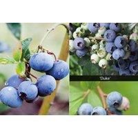 Blueberry Plant Trio Collection